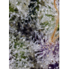Pineapple Slush XL Auto